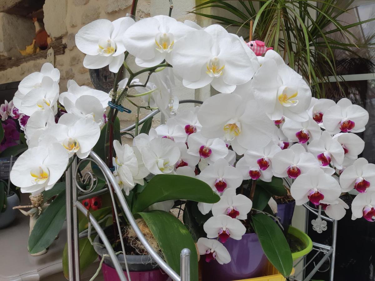 Les Orchidees Chambre Hotes Futuroscope Chasseneuil Poitiers Jaunay-Clan Екстериор снимка
