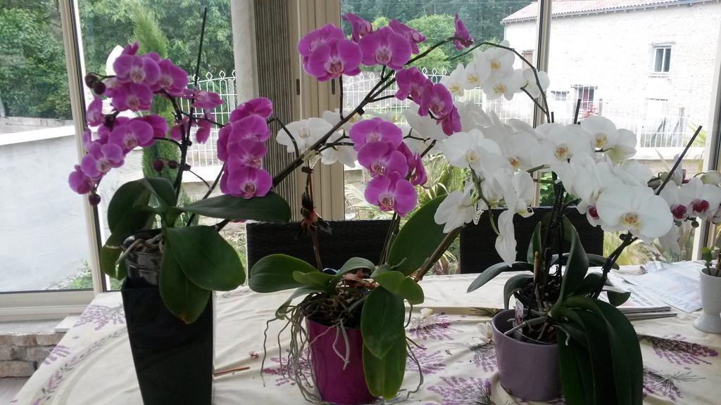 Les Orchidees Chambre Hotes Futuroscope Chasseneuil Poitiers Jaunay-Clan Екстериор снимка